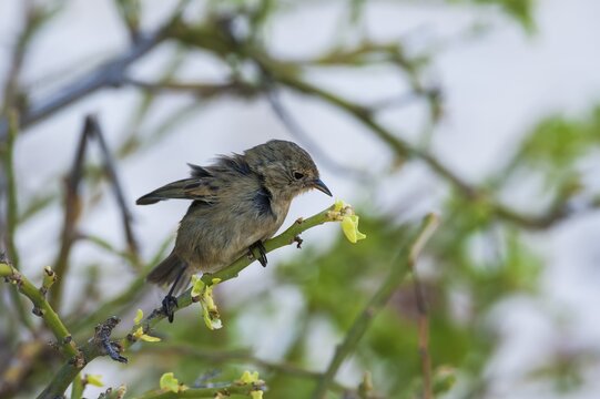 Warbler Finch (Certhidea olivacea), Genovesa Island, Galapagos, Ecuador