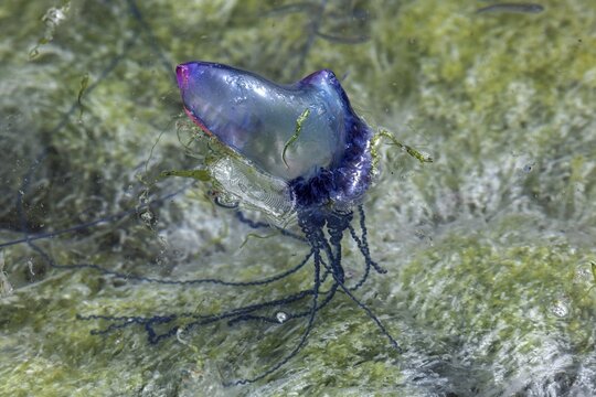 Portuguese Man O' War (Physalia physalis), state jellyfish, island of Faial, Azores, Portugal