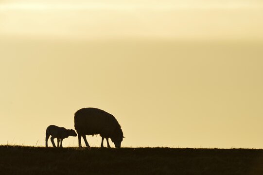 Texel sheep, mouflons (Ovis orientalis aries), silhouette of ewe and lamb at dusk, Oudeschild, Texel, West Frisian Islands, province of North Holland, The Netherlands