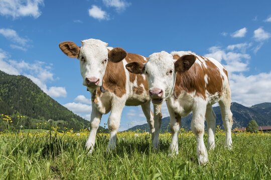 Two young calves (Bos primigenius taurus) on an alpine pasture, Upper Bavaria, Bavaria, Germany