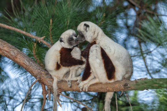 Coquerel's Sifakas (Propithecus coquereli), Madagascar