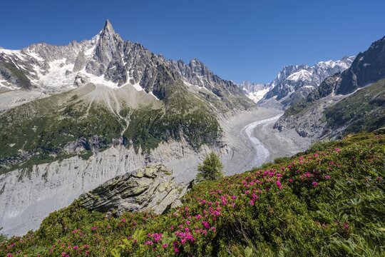 Pink alpine roses on the mountainside, glacier tongue Mer de Glace, behind Grandes Jorasses, Mont Blanc massif, Chamonix, France