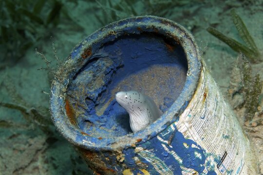 Geometric moray (Gymnothorax griseus) in paint pot, environmental sin, Makadi Bay, Red Sea, Hurghada, Egypt