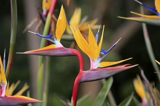 Rushes Bird of Paradise flower, Bird of Paradise Flower (Strelitzia juncea), flower, blooming, Kirstenbosch Botanical Garden, Cape Town, South Africa