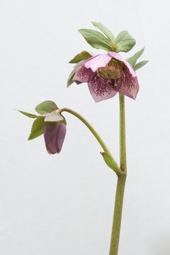 Lenten rose (Helleborus orientalis hybrids), Emsland, Lower Saxony, Germany