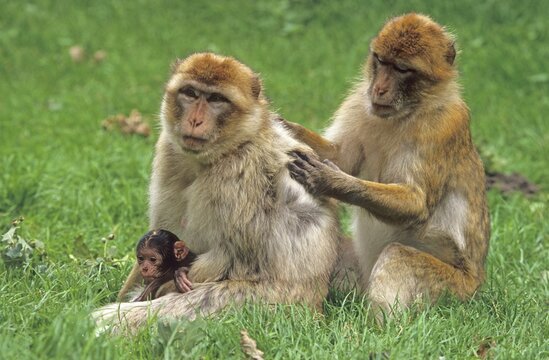 Barbary Macaque (Macaca sylvanus)