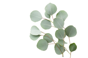Obraz premium eucalyptus leaves isolated on white or transparent png