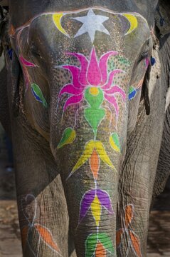 Painted Elephant, Amber Fort, Jaipur, Rajasthan, India, Asia