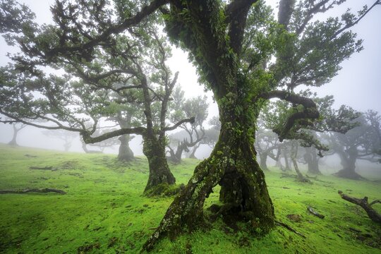 Stinkwood (Ocotea foetens) overgrown with moss and plants in the mist, Old laurel forest, Stink laurel, Laurisilva, UNESCO World Heritage Site, Fanal, Madeira, Portugal