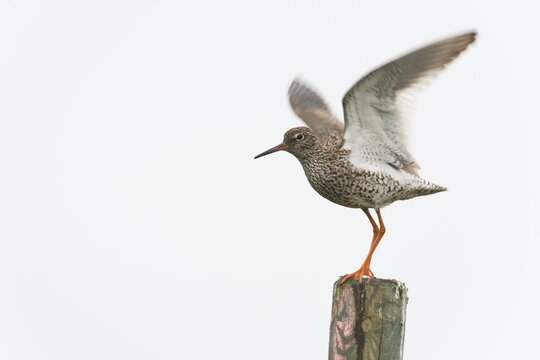 Redshank (Tringa totanus) spreading its wings, on a post, Emsland, Lower Saxony, Germany