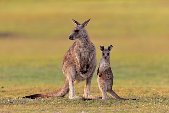 Eastern giant grey kangaroo (Macropus giganteus), adult, female, mother with young, in a meadow, Maloney Beach, New South Wales, Australia