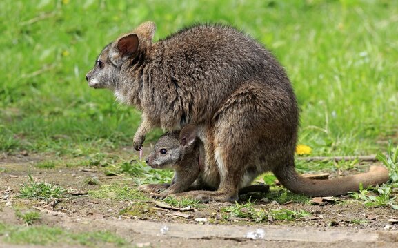 Parma wallaby (Macropus parma), dam with young animal, young animal looking out of bag, New South Wales, Australia
