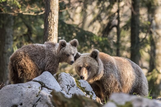 European brown bear (Ursus arctos arctos) in the forest, mother with young, in the wild, Notranjska region, Dinaric Alps, Slovenia