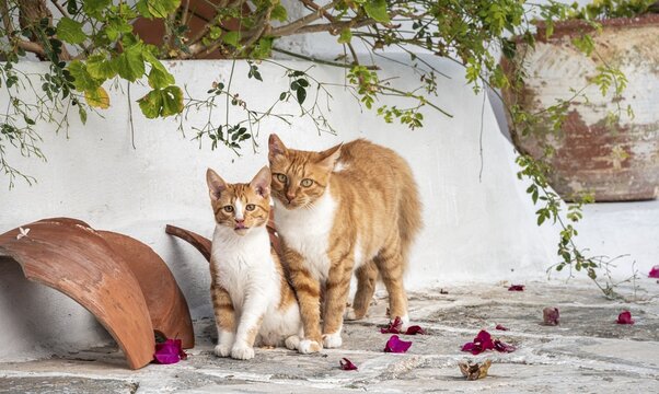 Tabby cat with kitten, Paros, Cyclades, Aegean Sea, Greece
