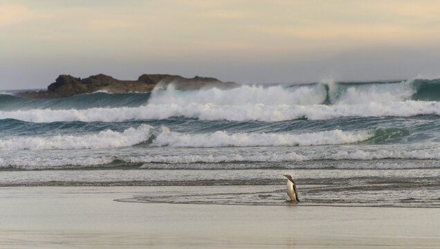 Yellow-eyed penguin, Hoiho (Megadyptes antipodes) coming out of the water at the beach, Sandfly Bay, Dunedin, Otago, Otago Peninsula, South Island, New Zealand