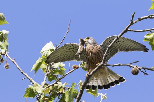 Common Kestrel (Falco tinnunculus) with captured Vole (Microtus arvalis), Hesse, Germany