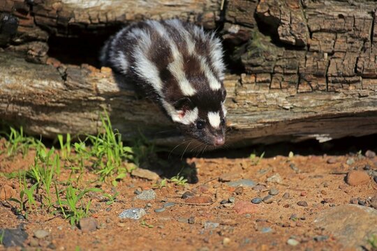 Eastern spotted skunk (Spilogale putorius) looks out of rotten trunk, adult, alert, Pine County, Minnesota, USA