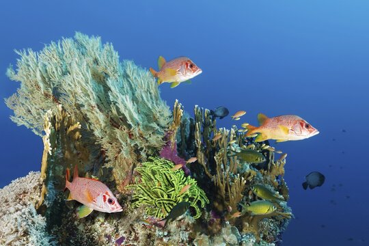 Coral block with different stony corals (Scleractinia), Melithaea gorgonian (Melithaea sp.), Feather star, yellow (Crinoidea) and Sabre squirrelfish (Sargocentron spiniferum), three, Great Barrier Reef, Coral Sea, Pacific, Australia