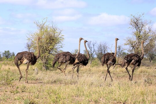 South African ostriches (Struthio camelus australis), adult, group with female, running, Kruger National Park, South Africa
