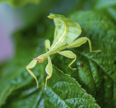 Leaf insect (Phyllium Bioculatum) on a leaf, captive, Germany