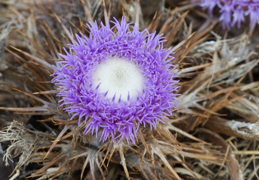 Carline thistle (Carlina gummifera), Card estrellat, Ferragudo, Faro District, Portugal