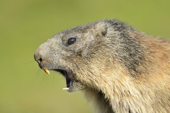 Alpine Marmot (Marmota marmota), whistling warning call, Grossglockner, Hohe Tauern National Park, Tyrol, Austria