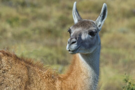 Guanaco (Lama guanicoe), Torres del Paine National Park, Chilean Patagonia, Chile