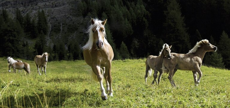 Horses on a meadow, South Tyrol, Italy