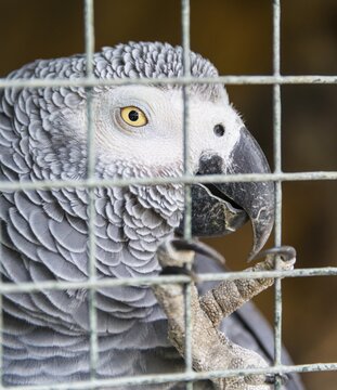 Grey Parrot (Psittacus erithacus), in a cage, looking through bars, captive, portrait