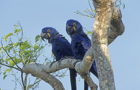 Hyacinth Macaws (Anodorhynchus hyacinthinus) Pantanal, Brazil, South America
