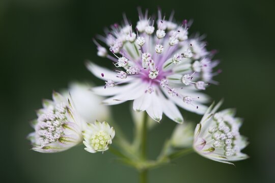 Astrantia major (Astrantia major), blossom, Emsland, Lower Saxony, Germany