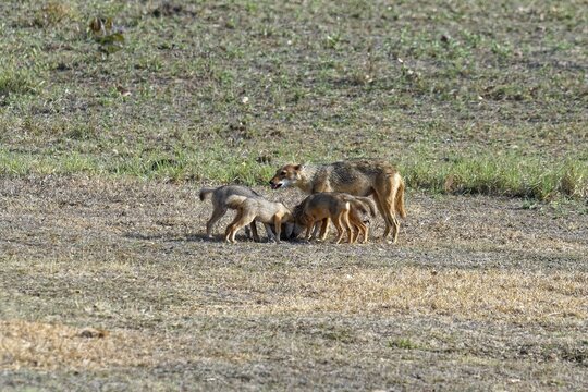 Indian jackal (Canis aureus), female feeding and playing with her cubs, Kanha Tiger Reserve or Kanha-Kisli National Park, India