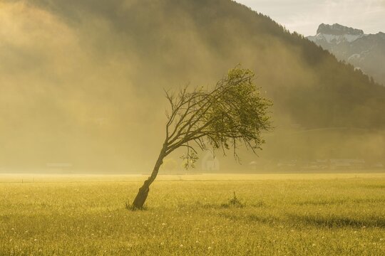 European beech (Fagus sylvatica), windblown tree, Lorettowiesen, Oberstdorf, Allg&auml;u, Bavaria, Germany
