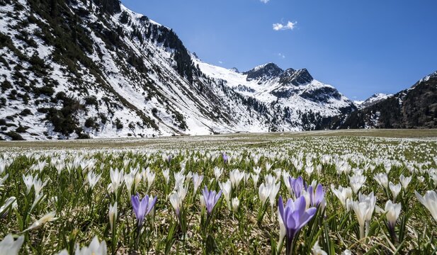 Meadow full of white and purple crocuses, sea of blossoms, snow-capped mountains, mountain landscape in spring, Oberbergtal, Oberissalm, Stubai Alps, Tyrol, Austria