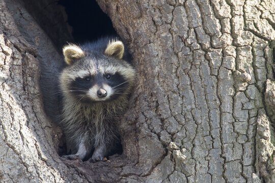 Raccoon (Procyon lotor), old animal, looks out of a tree hole, Hesse, Germany