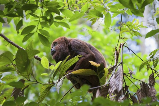 Southern Brown Howler (Alouatta guariba clamitans), Caratinga, Minas Gerais, Brazil