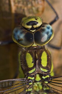 Common Hawker or Sedge Darner (Aeshna juncea)