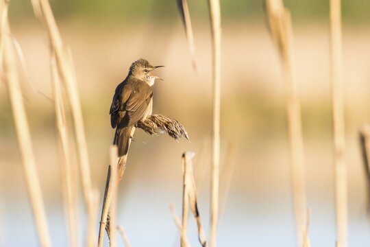 Great reed warbler (Acrocephalus arundinaceus) in reeds, Masuria, Poland