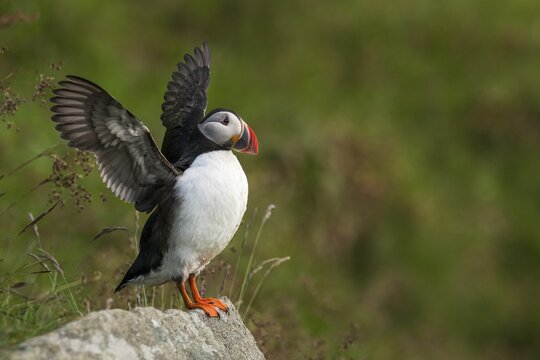 Puffin or Atlantic Puffin (Fratercula arctica), Runde, S&oslash;r&oslash;yane, M&oslash;re og Romsdal, Norway