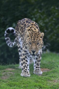 North China leopard (Panthera pardus japonensis), adult, alert, standing, captive, England, United Kingdom