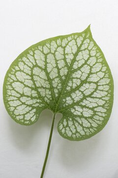 Siberian Bugloss (Brunnera macrophylla 'Jack Frost'), leaf, native to the Caucasus
