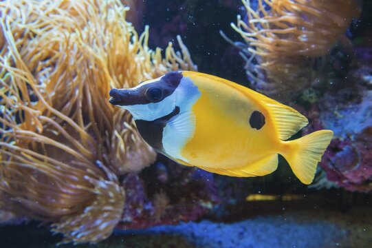 Fox-faced Rabbit fish (Siganus vulpinus), captive