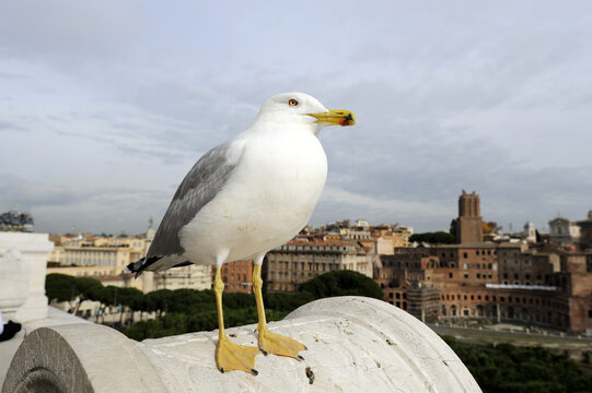 Caspian gull (Larus cachinnans), above the rooftops of Rome, Italy, Europe