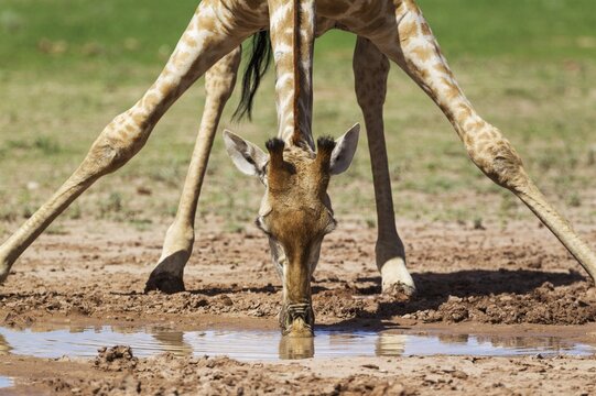 Southern Giraffe (Giraffa giraffa), female drinking at rainwater pool, rainy season with green surroundings, Kalahari Desert, Kgalagadi Transfrontier Park, South Africa