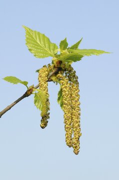 Silver birch (Betula pendula), flowers