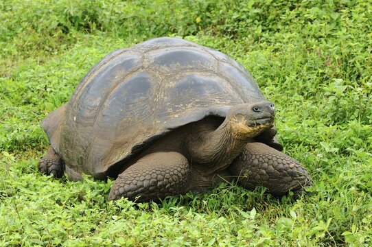 Galapagos Giant Tortoise (Geochelone elephantopus), Galapagos, Ecuador, South America