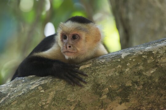 White-headed capuchin (Cebus capucinus), Manuel Antonio National Park, Puntarenas Province, Costa Rica