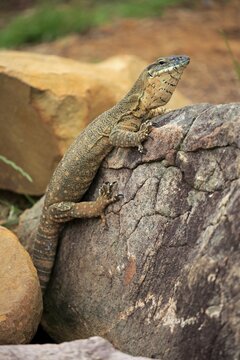 Rosenberg's monitor (Varanus rosenbergi), adult, climbs on rock, Parndana, Kangaroo Island, South Australia, Australia