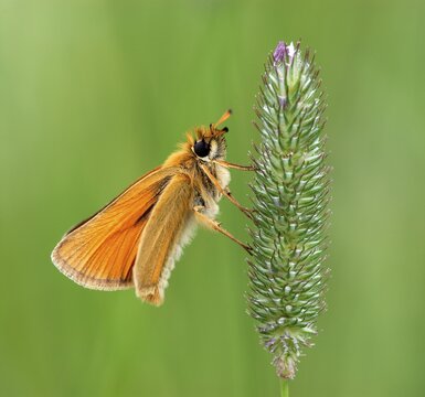 Essex - or European Skipper Butterfly (Thymelicus lineola) perched on a blade of grass, Mindelheim, Bavaria, Germany, Europe