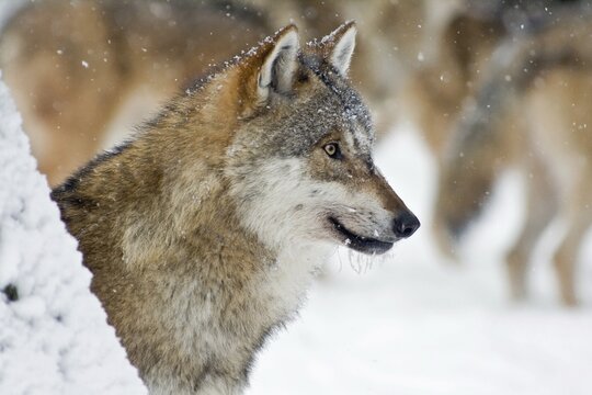 Wolf (Canis lupus), portrait, captive, Germany